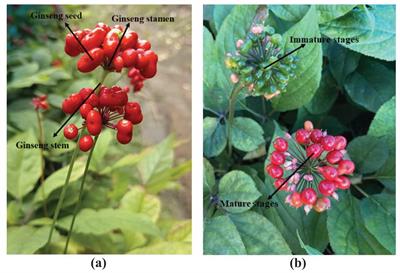 YOLO-Ginseng: a detection method for ginseng fruit in natural agricultural environment